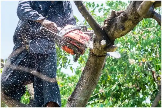 tree services Knippa